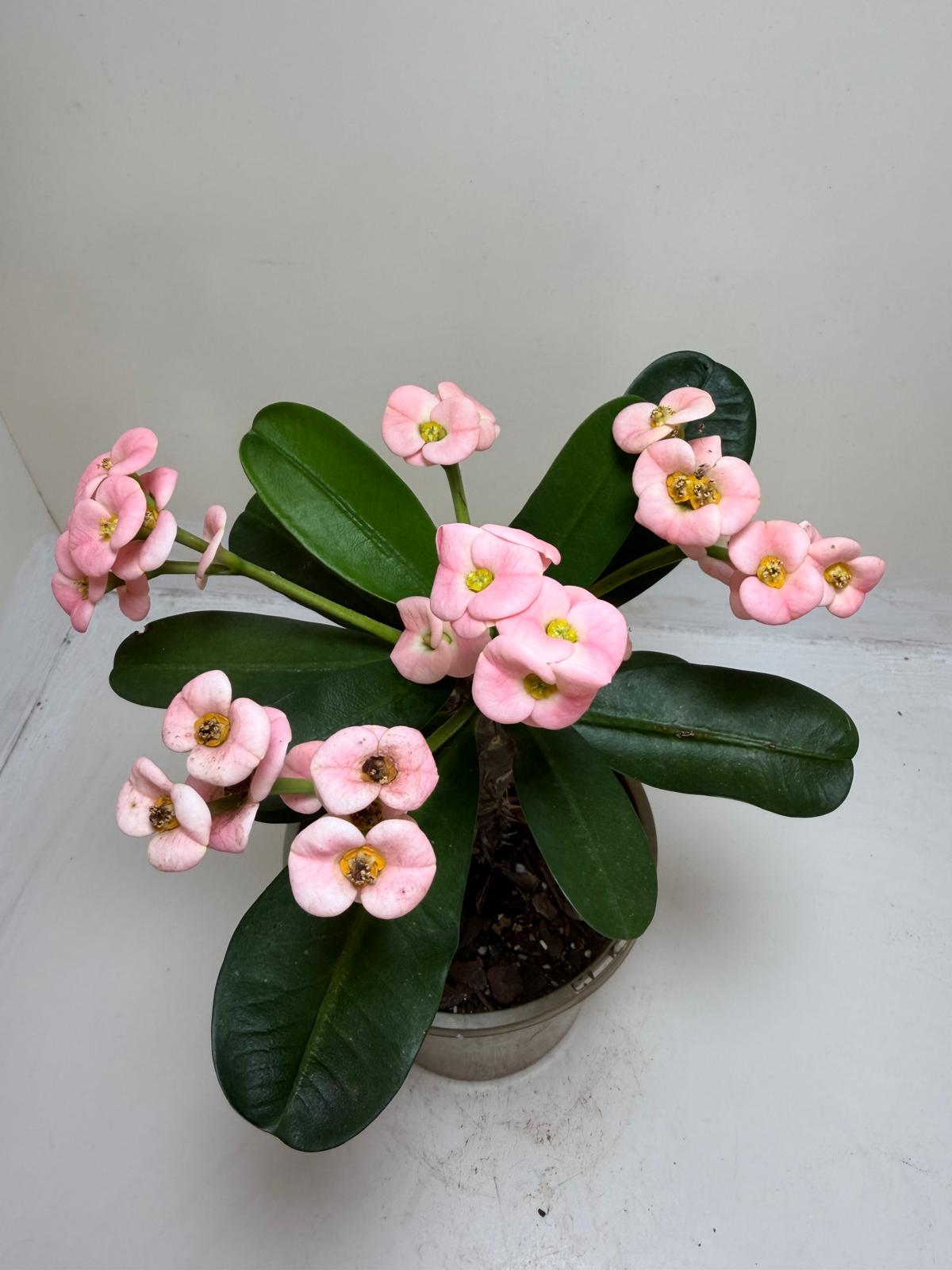 Euphorbia Milli Pink #225