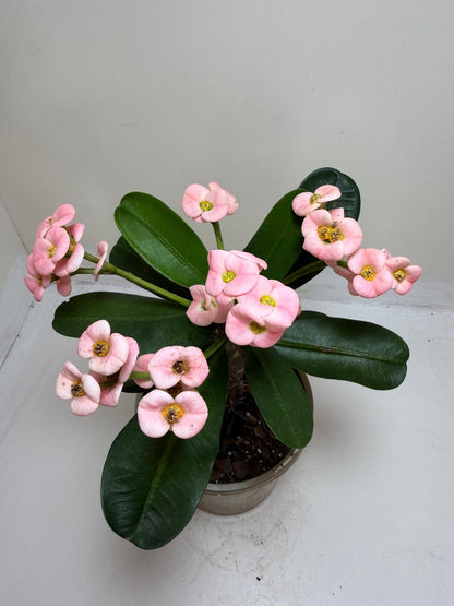 Euphorbia Milli Pink #225