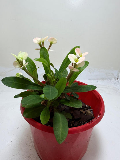 Euphorbia Milli White #214