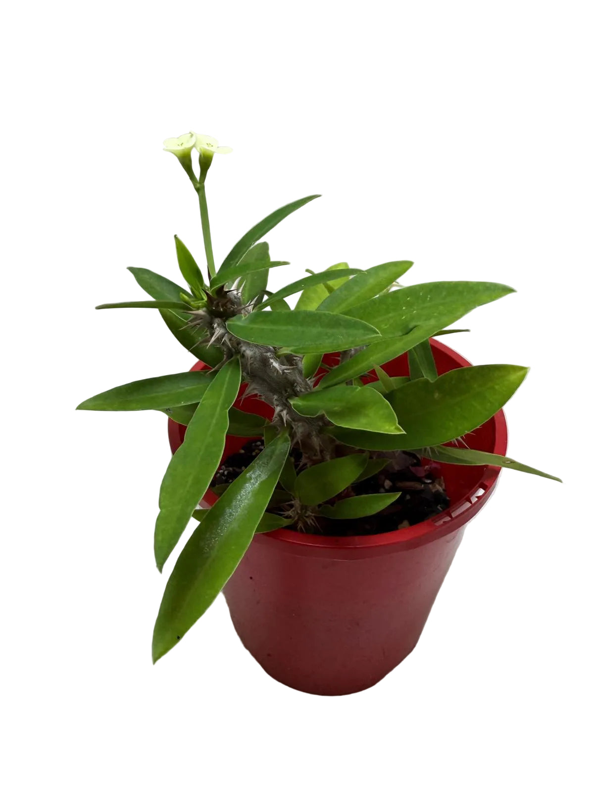 Euphorbia Milli White #215