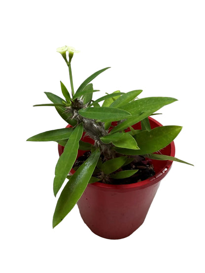 Euphorbia Milli White #215
