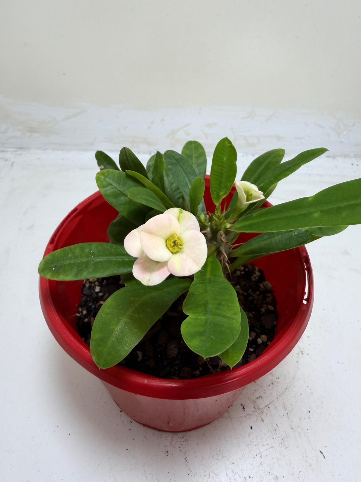 Euphorbia Milli White twin one #211