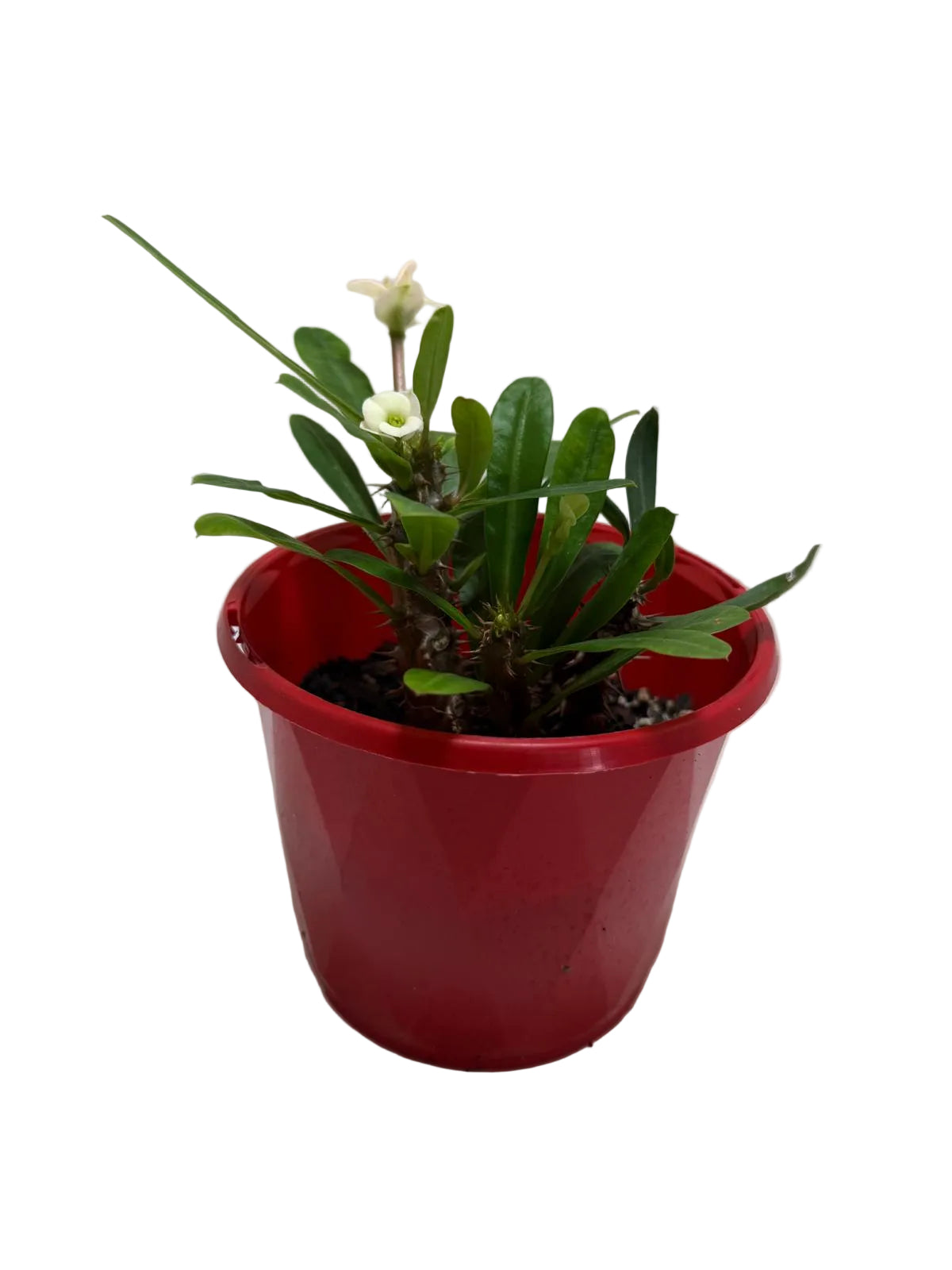 Euphorbia Milli White twin one #211