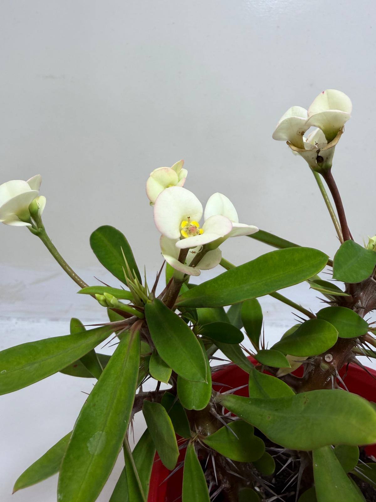 Euphorbia Milli white two in one  #230