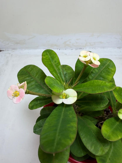 Euphorbia Milli White 2 in one #213