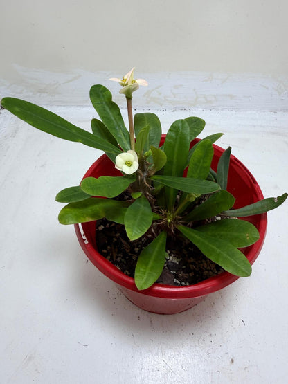 Euphorbia Milli White twin one #211