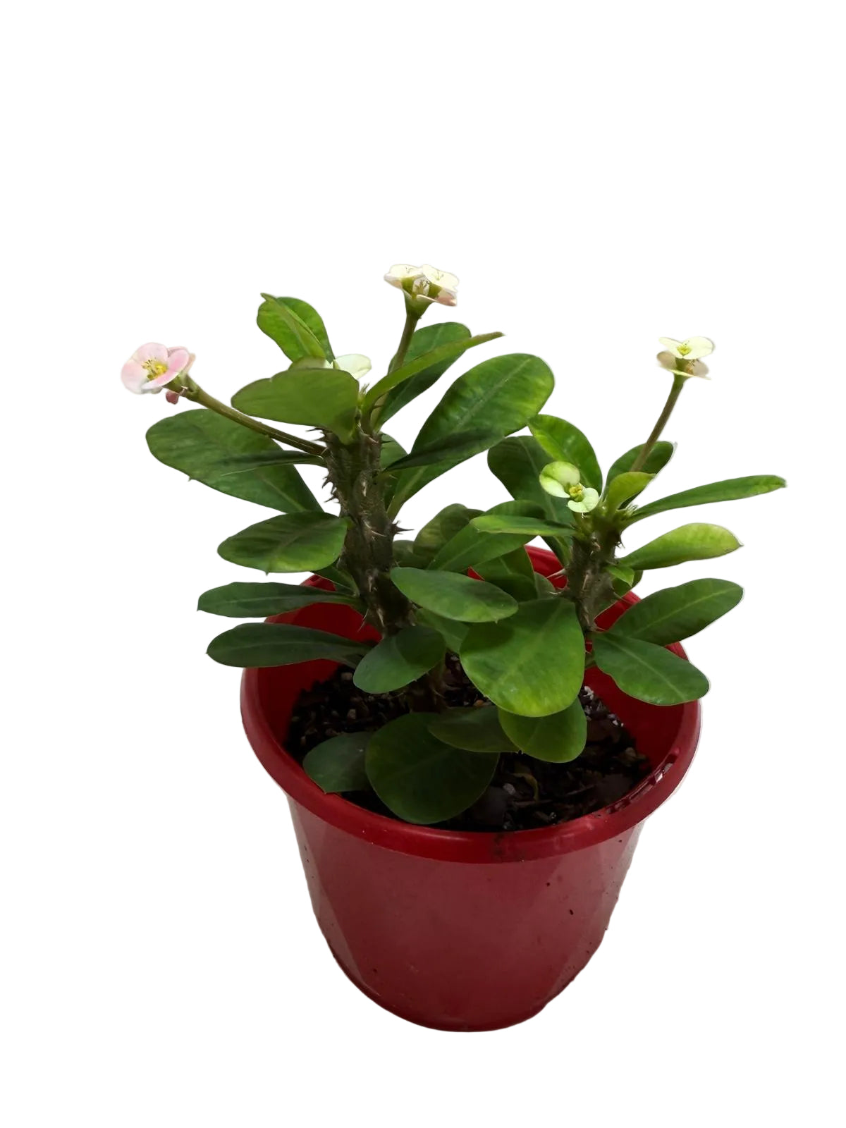 Euphorbia Milli White 2 in one #213