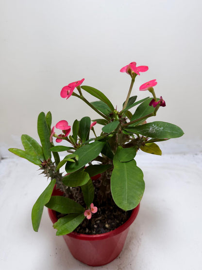 Euphorbia Milli Pink two in one #219