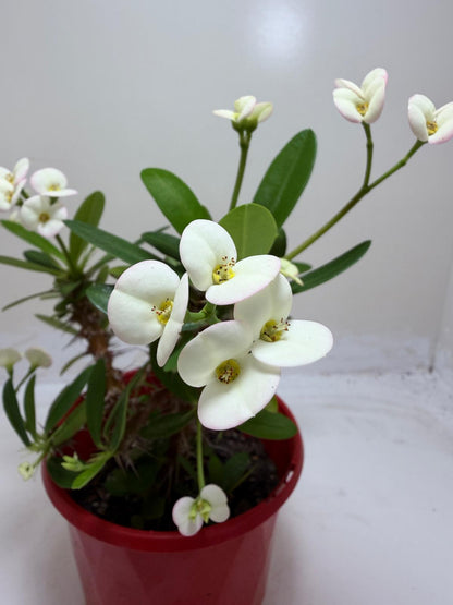 Euphorbia Milli white 3 in one #200