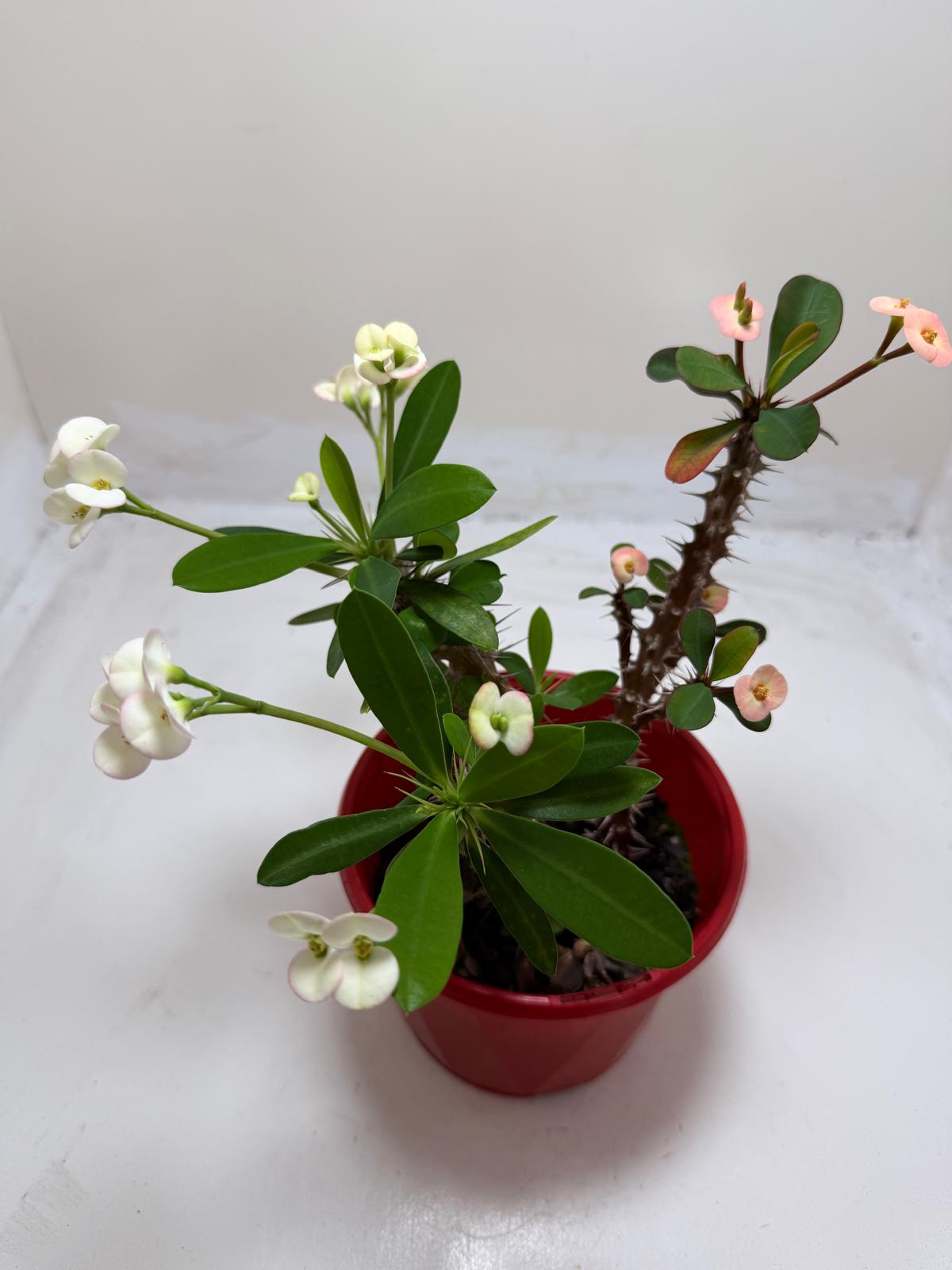 Euphorbia Milli 3 in one #202