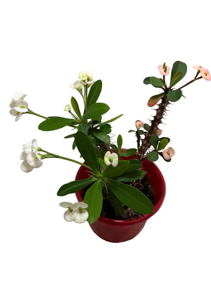 Euphorbia Milli 3 in one #202