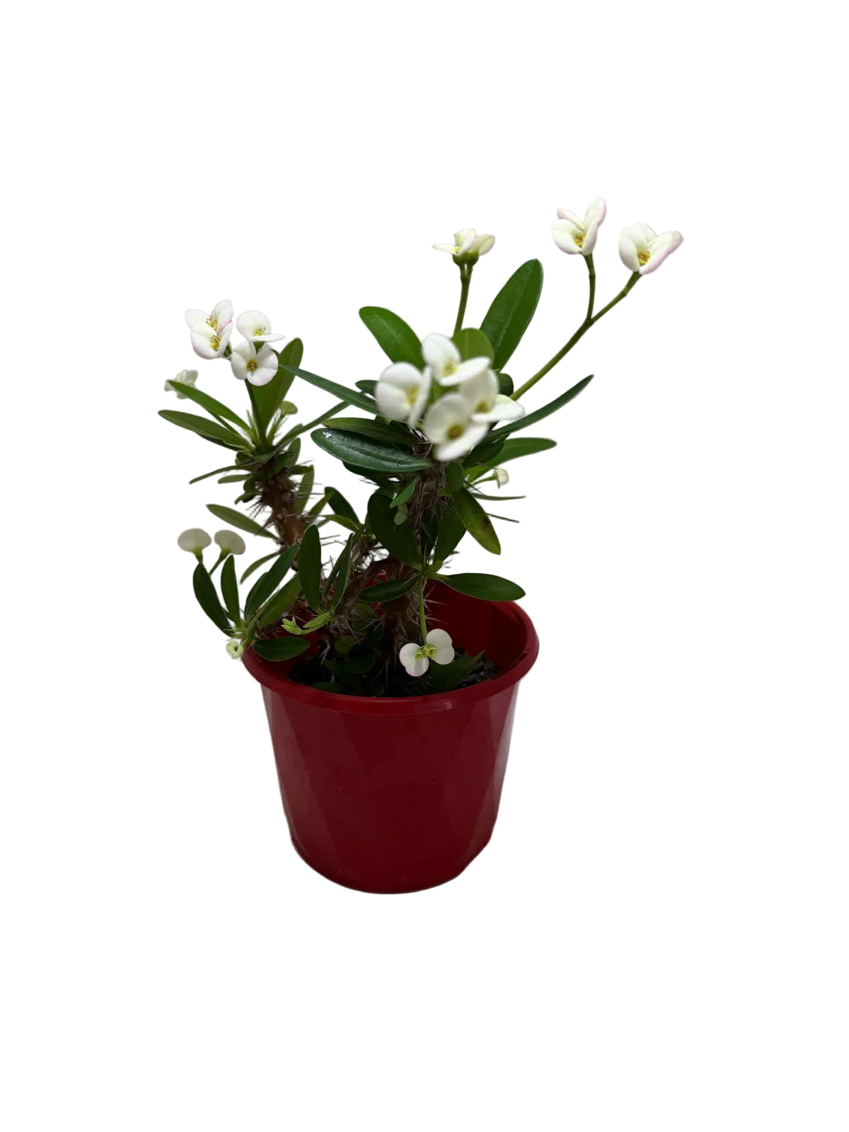 Euphorbia Milli white 3 in one #200
