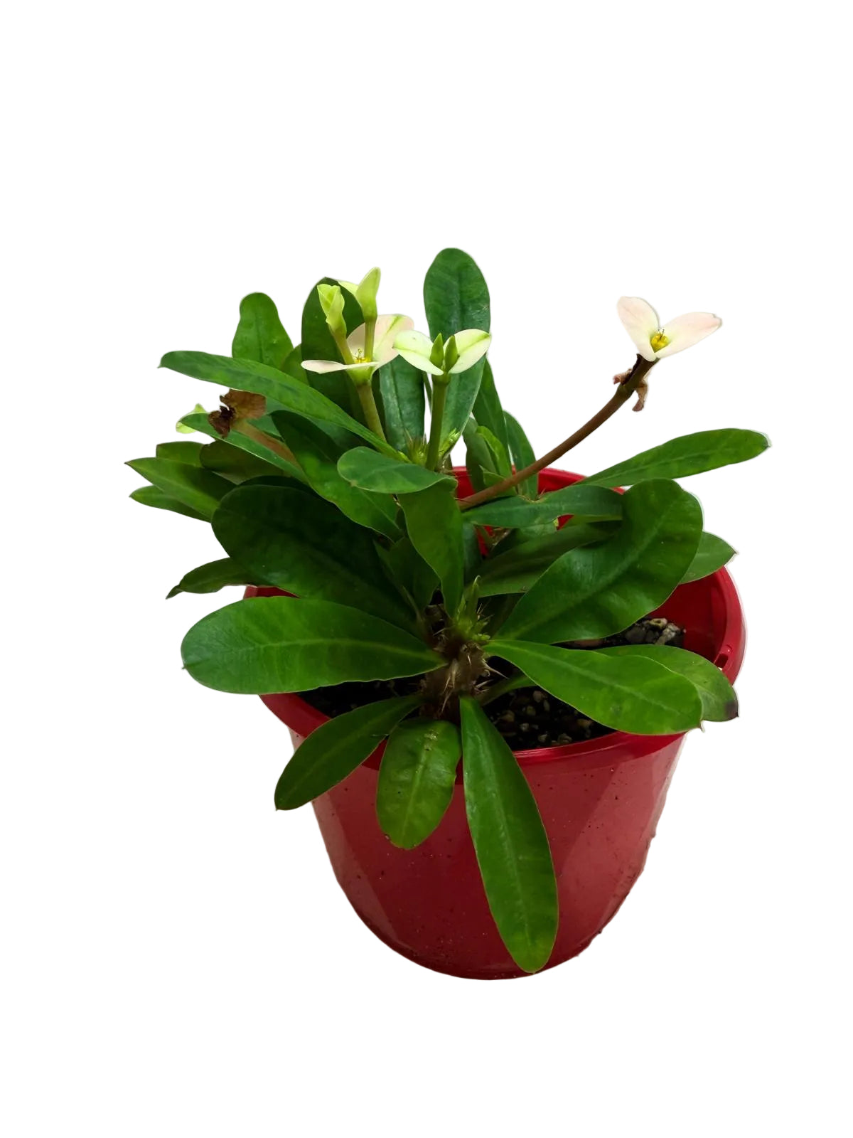 Euphorbia Milli white 3 in one #203