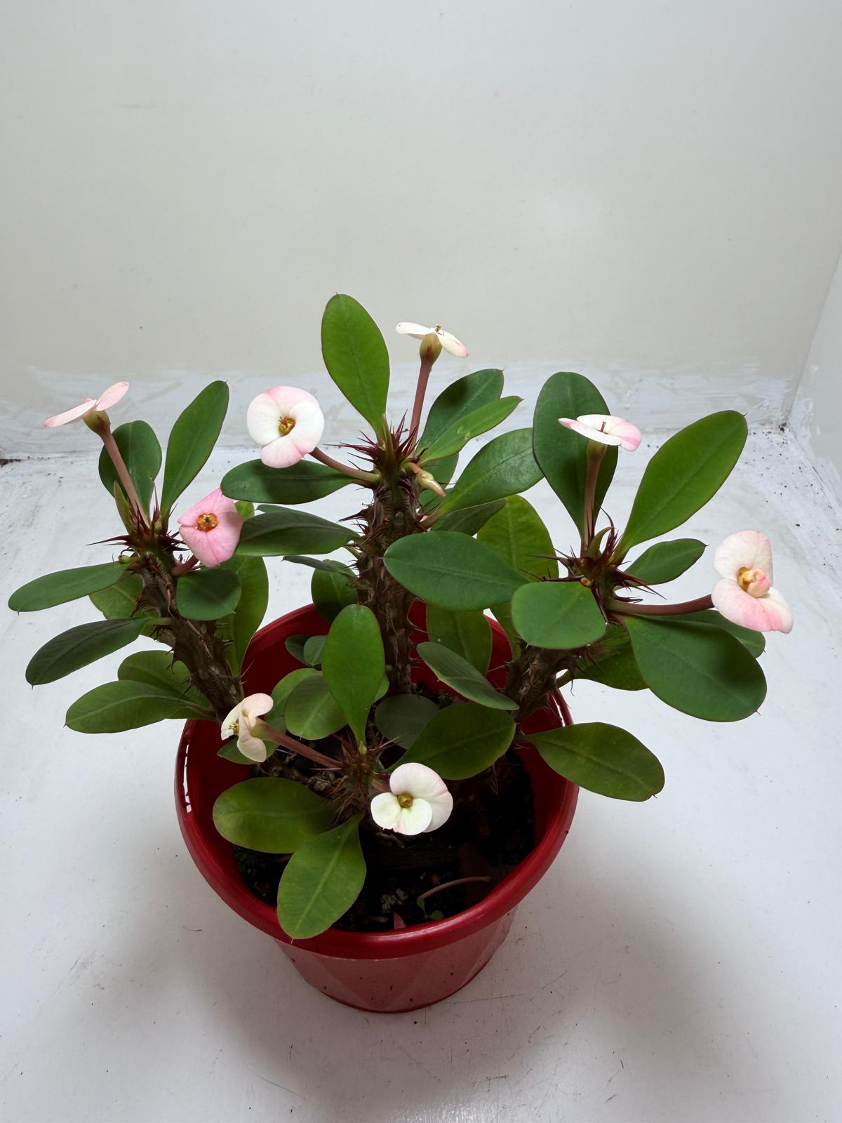 Euphorbia Milli Blush Three in one #206