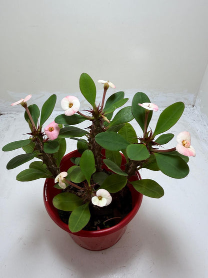 Euphorbia Milli Blush Three in one #206