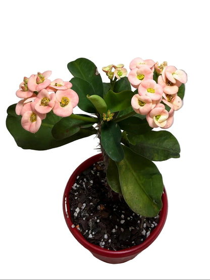 Euphorbia Milli Coral #224