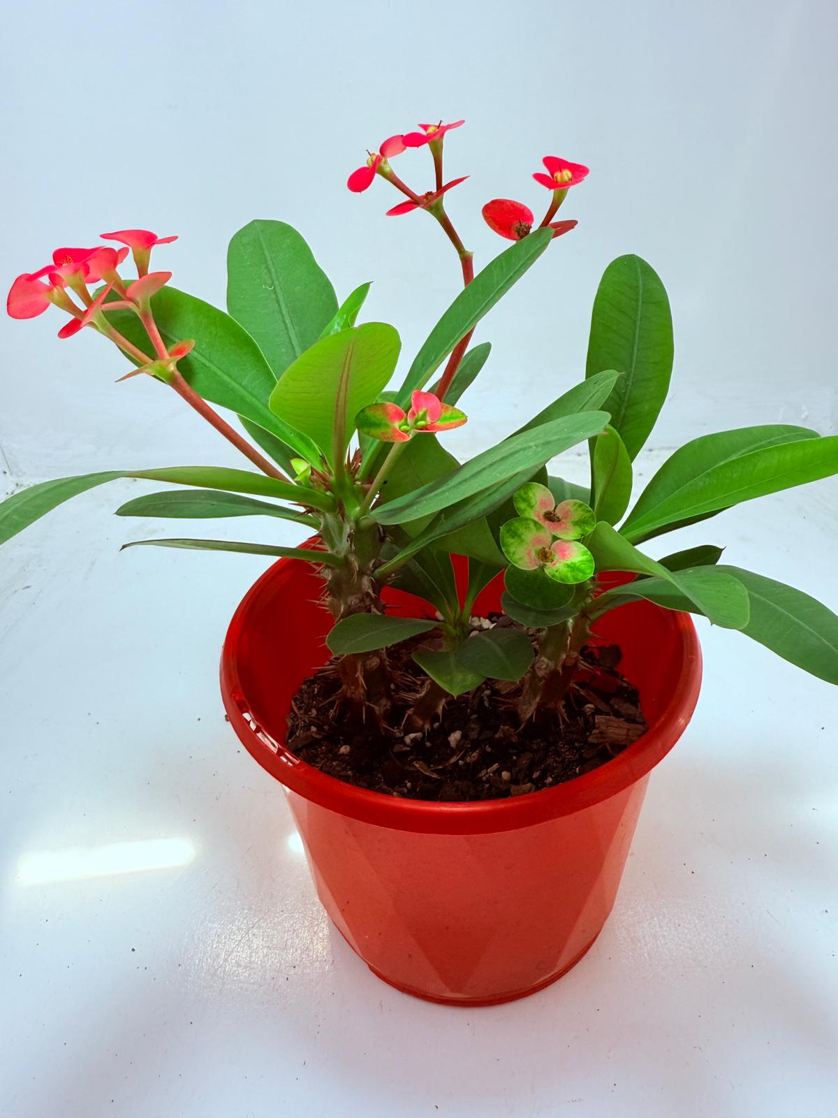 Euphorbia Milli #104 - 2 in one