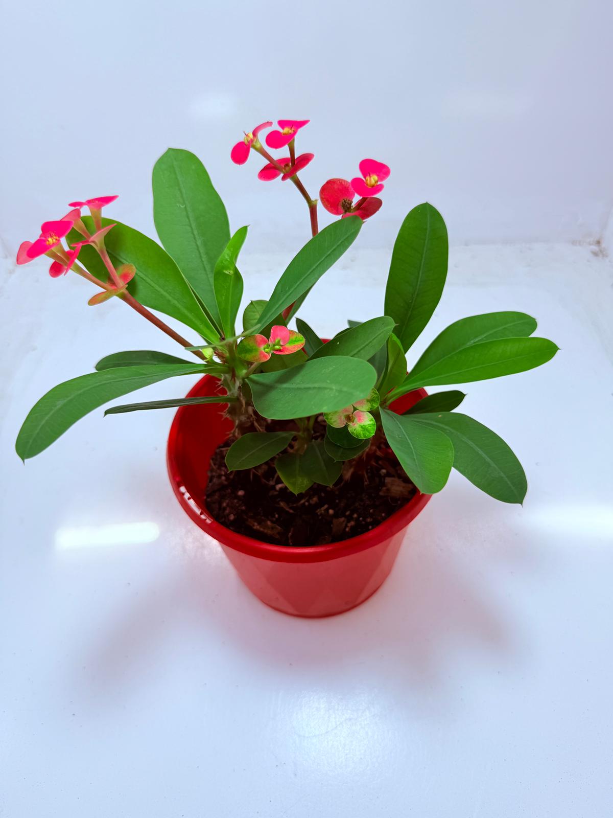 Euphorbia Milli #104 - 2 in one