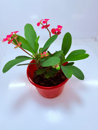 Euphorbia Milli #104 - 2 in one