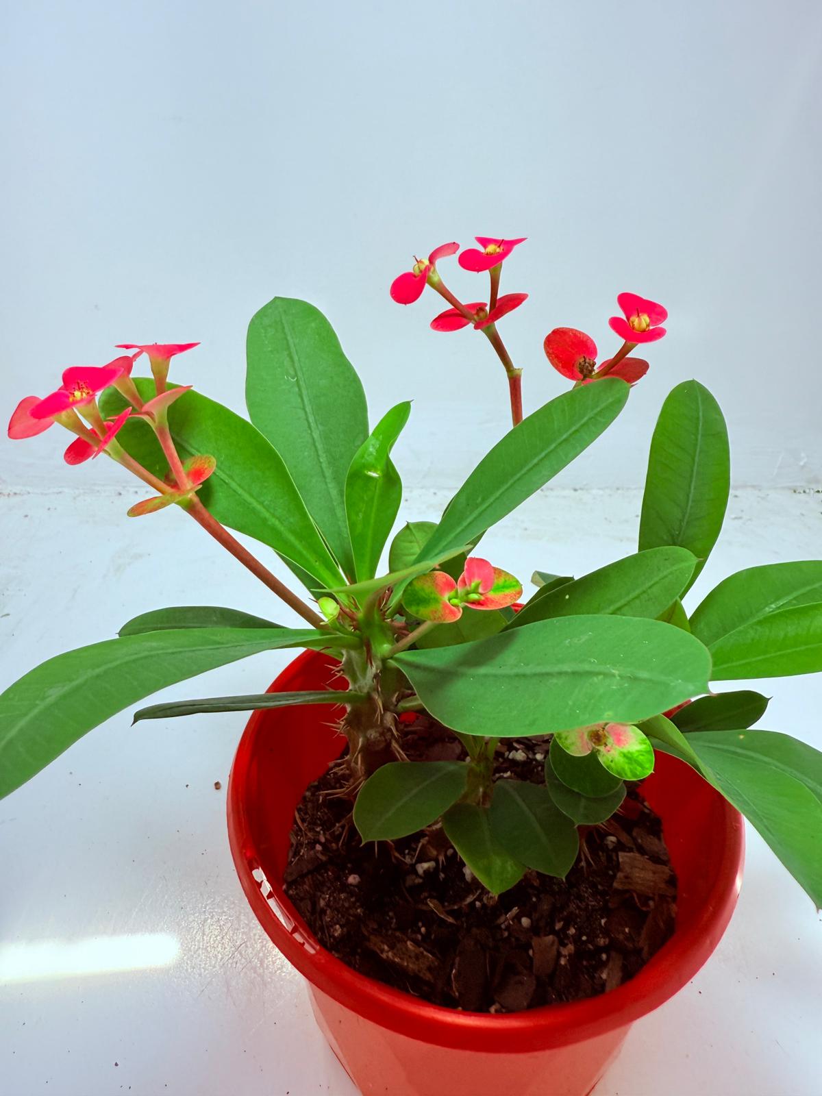 Euphorbia Milli #104 - 2 in one