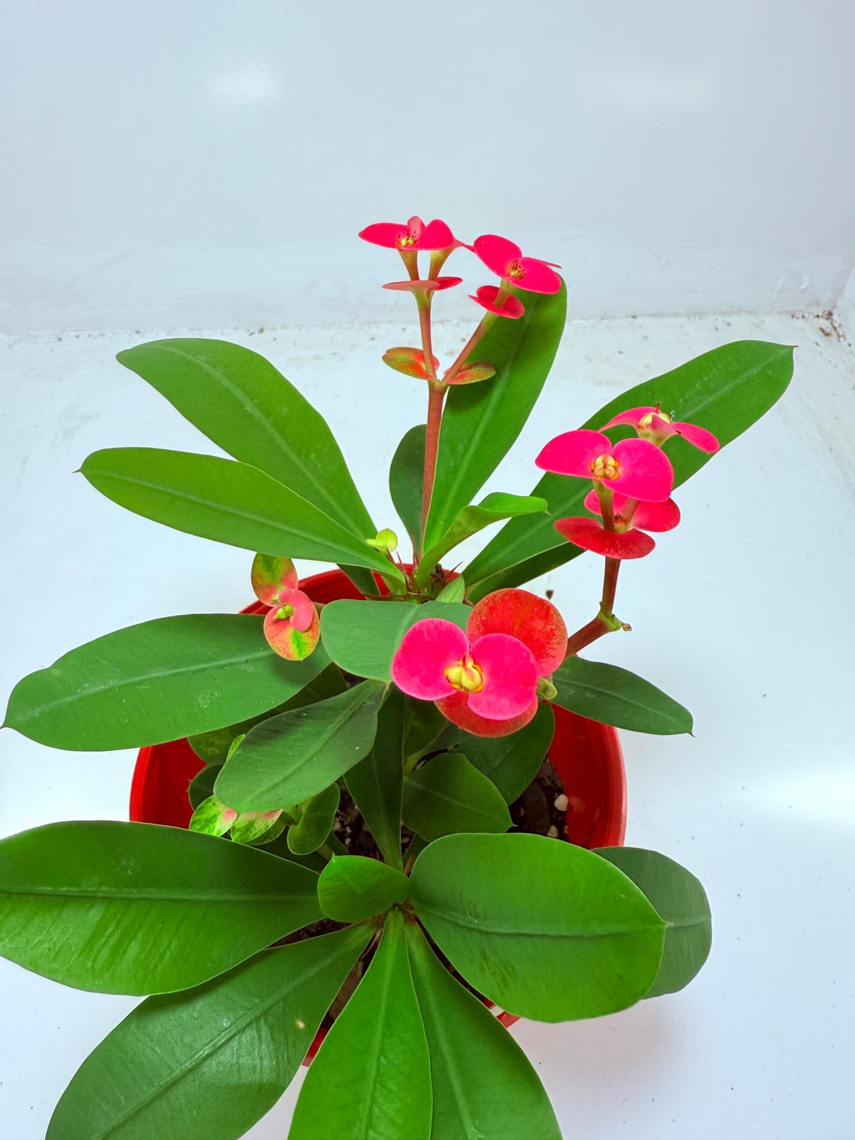 Euphorbia Milli #104 - 2 in one