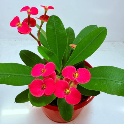 Euphorbia Milli #104 - 2 in one