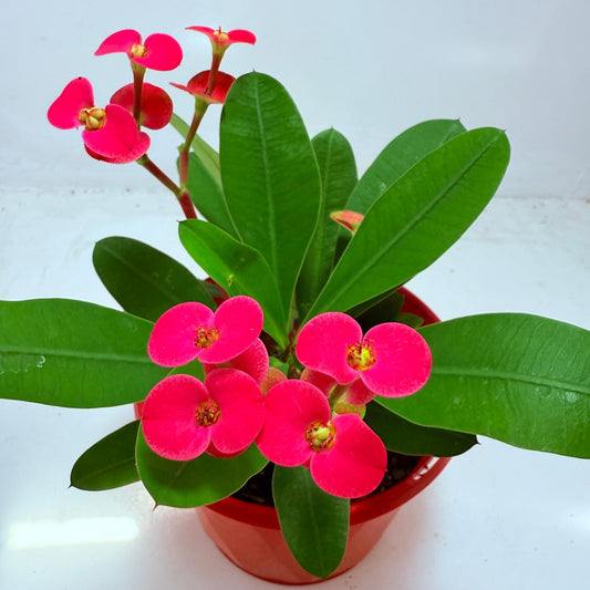 Euphorbia Milli #104 - 2 in One