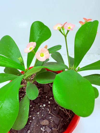 Euphorbia Milli #103 - two in one