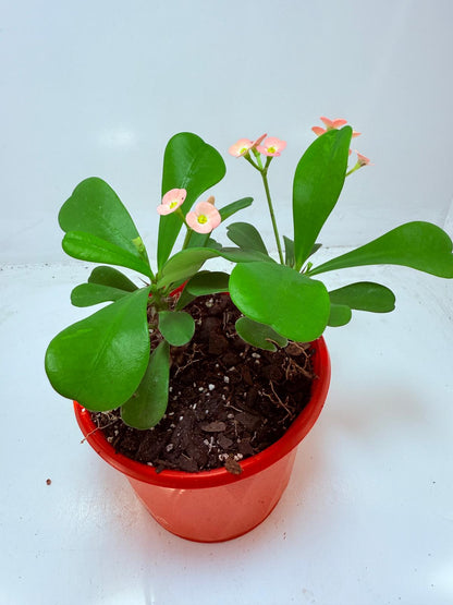 Euphorbia Milli #103 - two in one