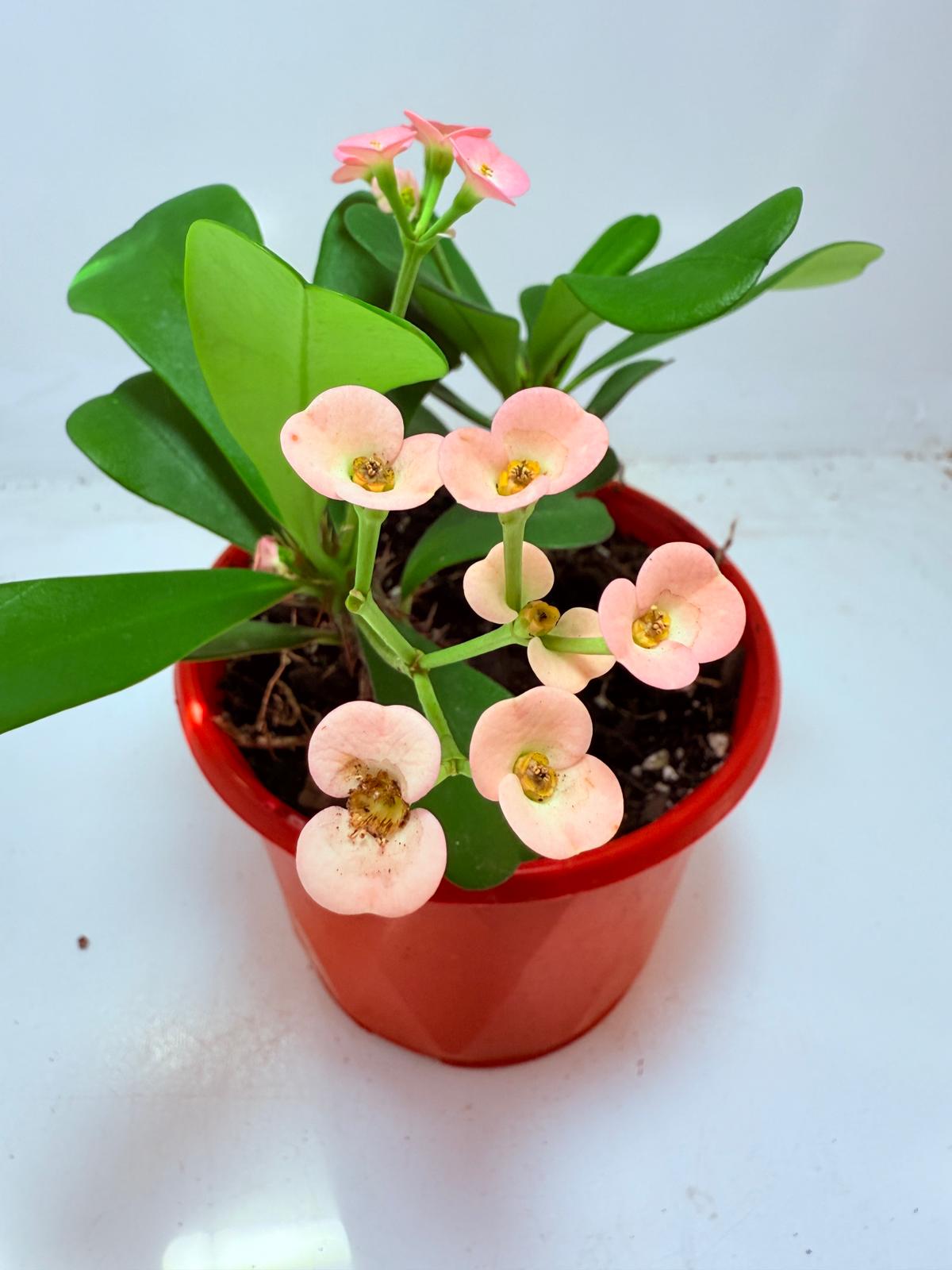 Euphorbia Milli #103 - two in one