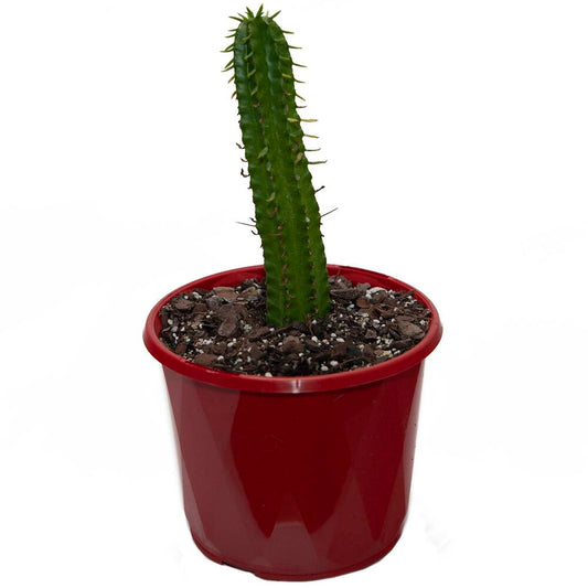 Euphorbia Handiensis - Cutting