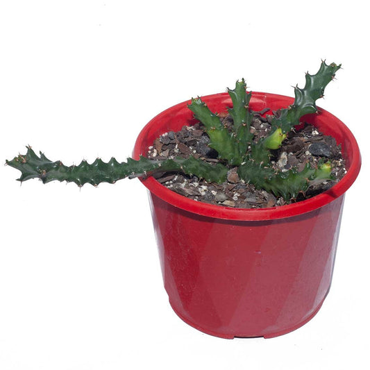 Euphorbia Squarrosa