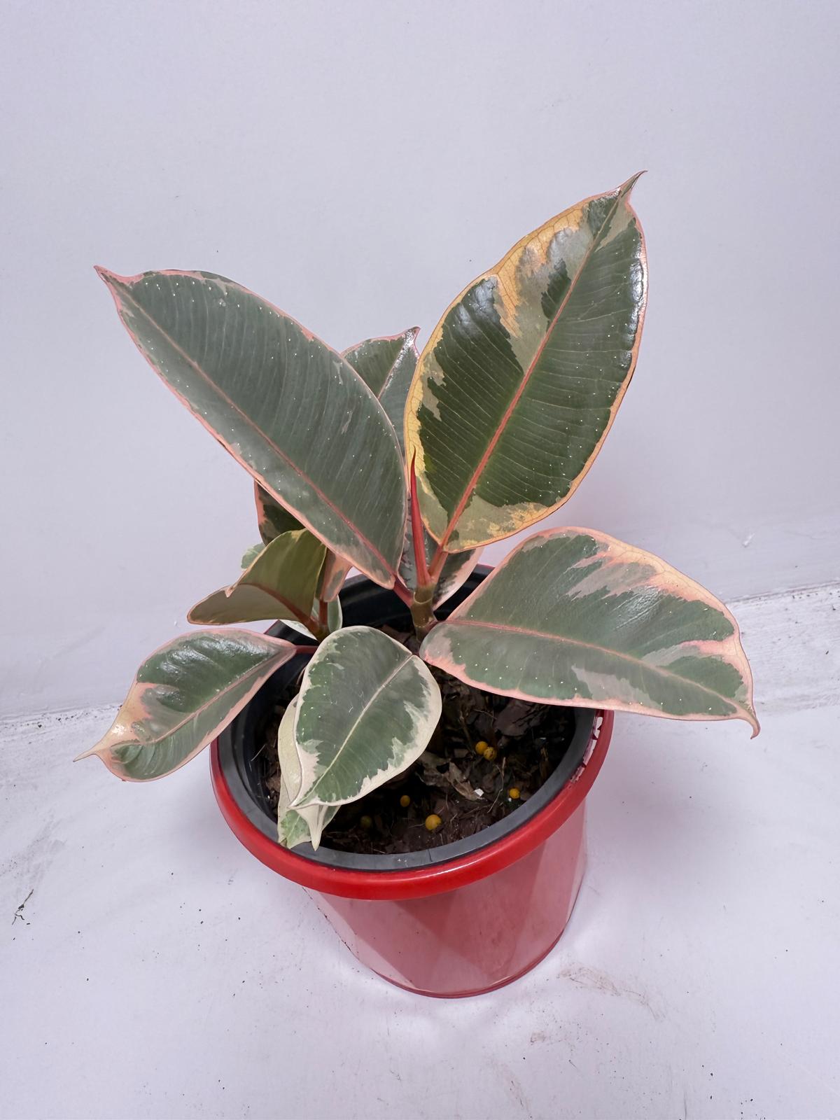 Ficus Variegated Rubber Plant 130 mmm – Cream & Green Statement Indoor Plant