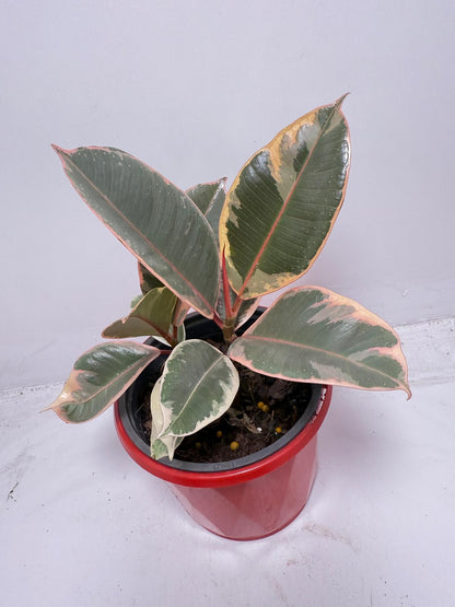 Ficus Variegated Rubber Plant 130 mmm – Cream & Green Statement Indoor Plant
