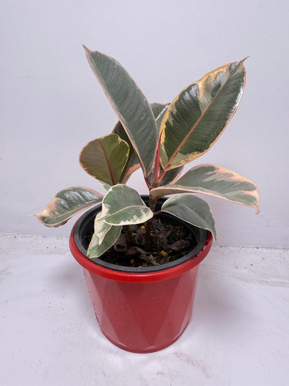 Ficus Variegated Rubber Plant 130 mmm – Cream & Green Statement Indoor Plant