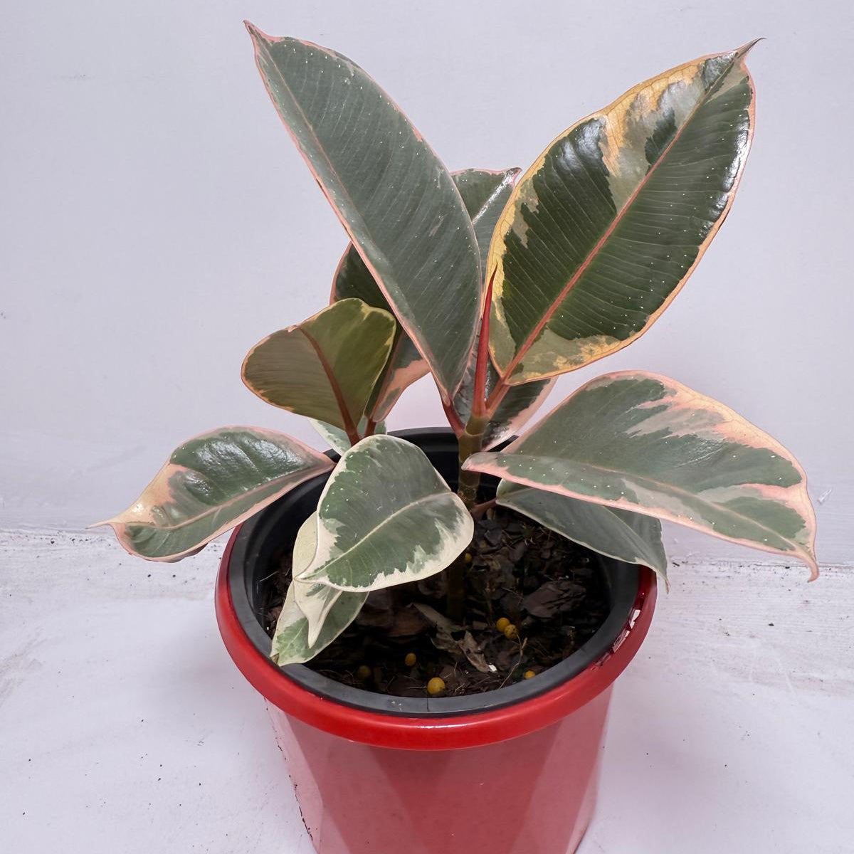Ficus Variegated Rubber Plant 130 mmm – Cream & Green Statement Indoor Plant
