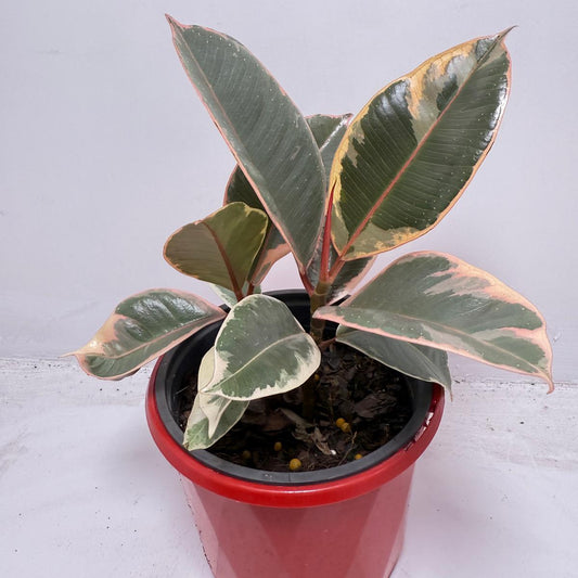 Ficus Variegated Rubber Plant 130 mmm – Cream & Green Statement Indoor Plant
