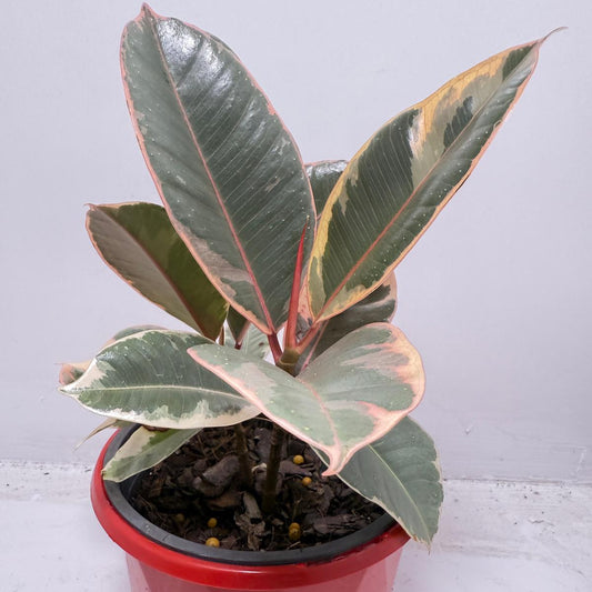 Ficus Variegated Rubber Plant 130 mmm – Cream & Green Statement Indoor Plant