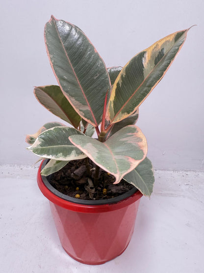 Ficus Variegated Rubber Plant 130 mmm – Cream & Green Statement Indoor Plant