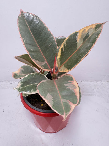 Ficus Variegated Rubber Plant 130 mmm – Cream & Green Statement Indoor Plant