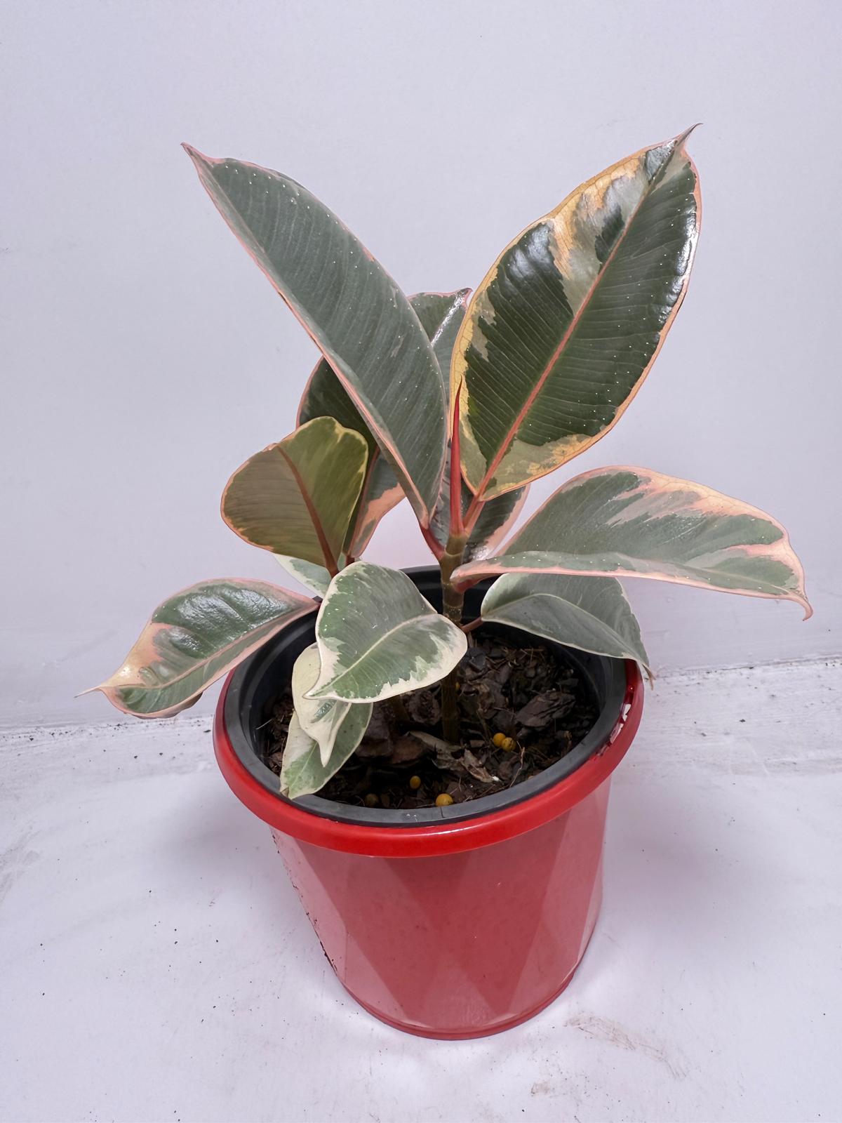 Ficus Variegated Rubber Plant 130 mmm – Cream & Green Statement Indoor Plant