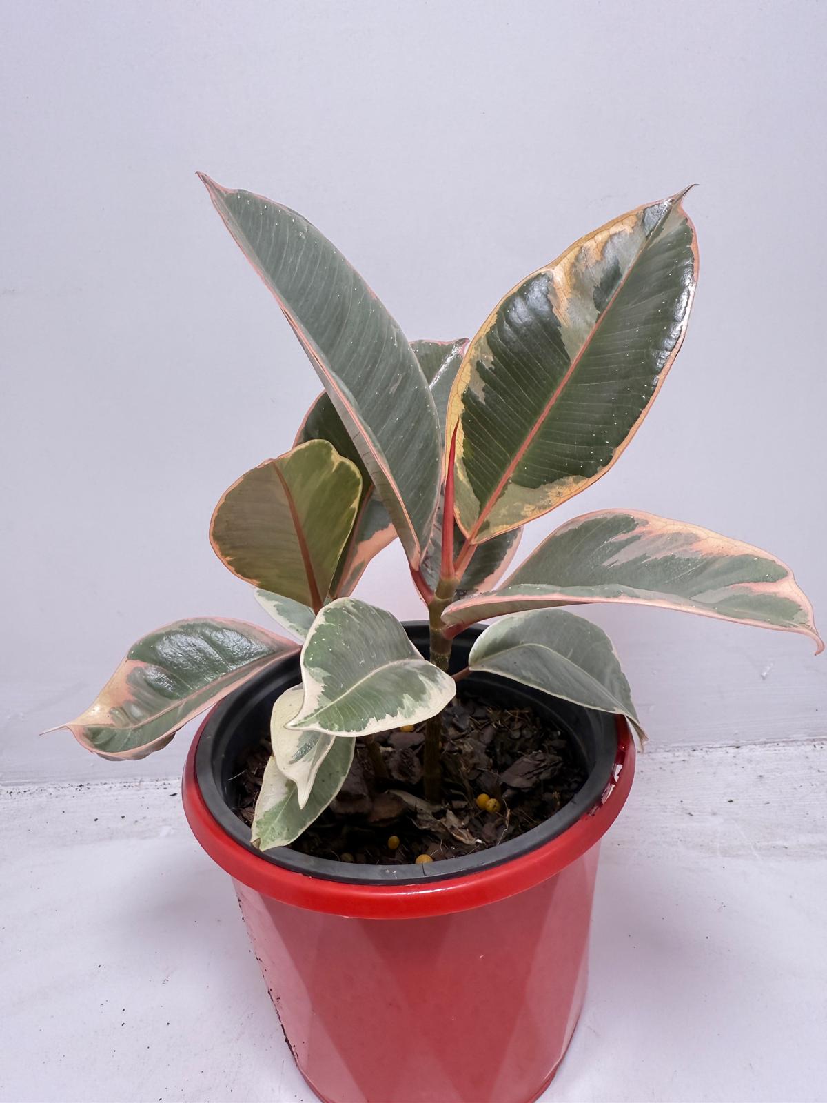 Ficus Variegated Rubber Plant 130 mmm – Cream & Green Statement Indoor Plant