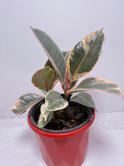 Ficus Variegated Rubber Plant 130 mmm – Cream & Green Statement Indoor Plant