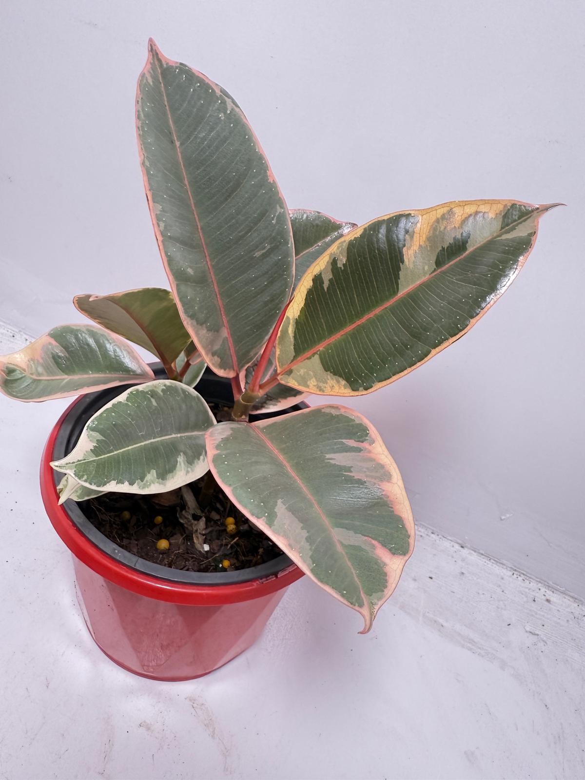 Ficus Variegated Rubber Plant 130 mmm – Cream & Green Statement Indoor Plant