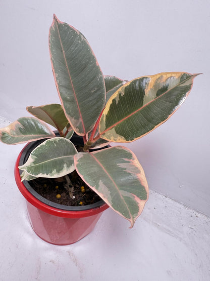 Ficus Variegated Rubber Plant 130 mmm – Cream & Green Statement Indoor Plant