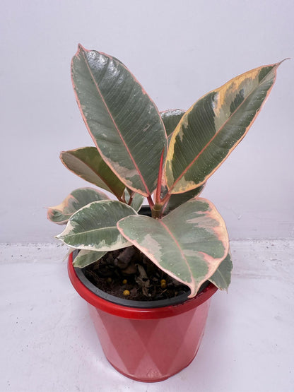 Ficus Variegated Rubber Plant 130 mmm – Cream & Green Statement Indoor Plant