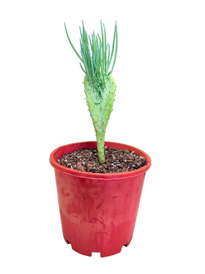 Senecio Talinoides Mermaids Tail #403