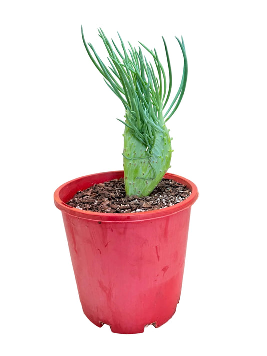 Senecio Talinoides Mermaids Tail #402