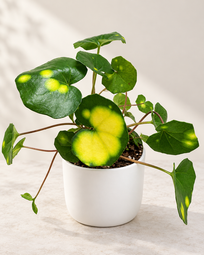 Farfugium aureomaculatum - 100mm