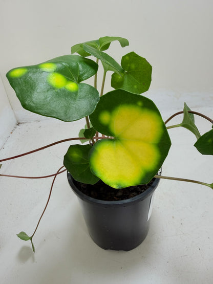 Farfugium aureomaculatum - 100mm